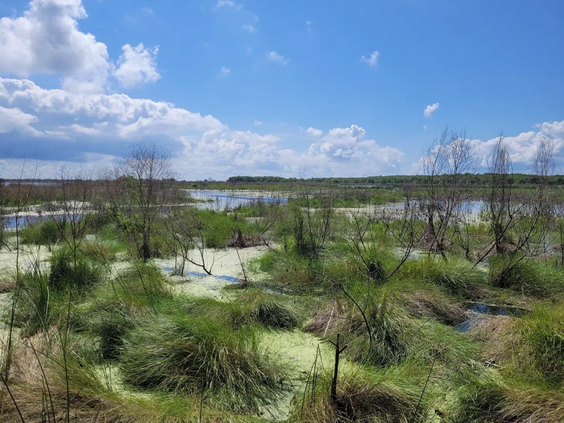 Bayou Sauvage Urban National Wildlife Refuge, New Orleans
