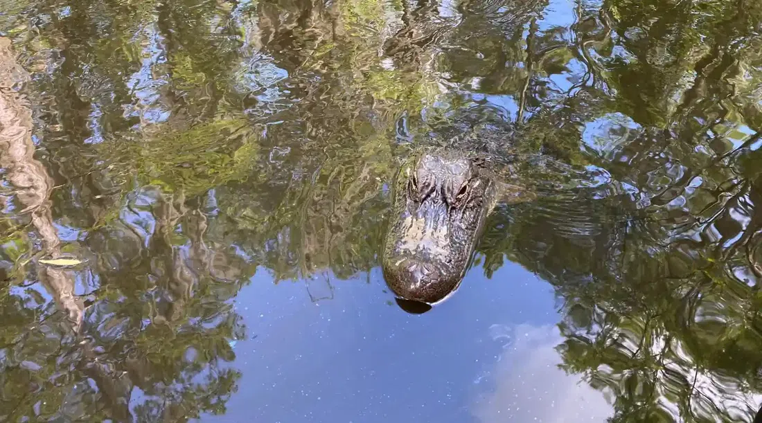 Cajun Encounters Swamp Tour (Honey Island, Slidell), New Orleans