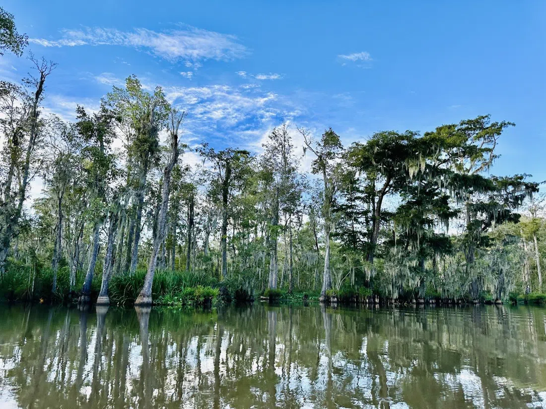 Pearl River Swamp Tours, New Orleans