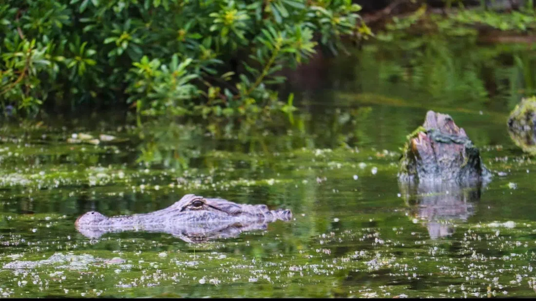 Airboat Adventures, New Orleans