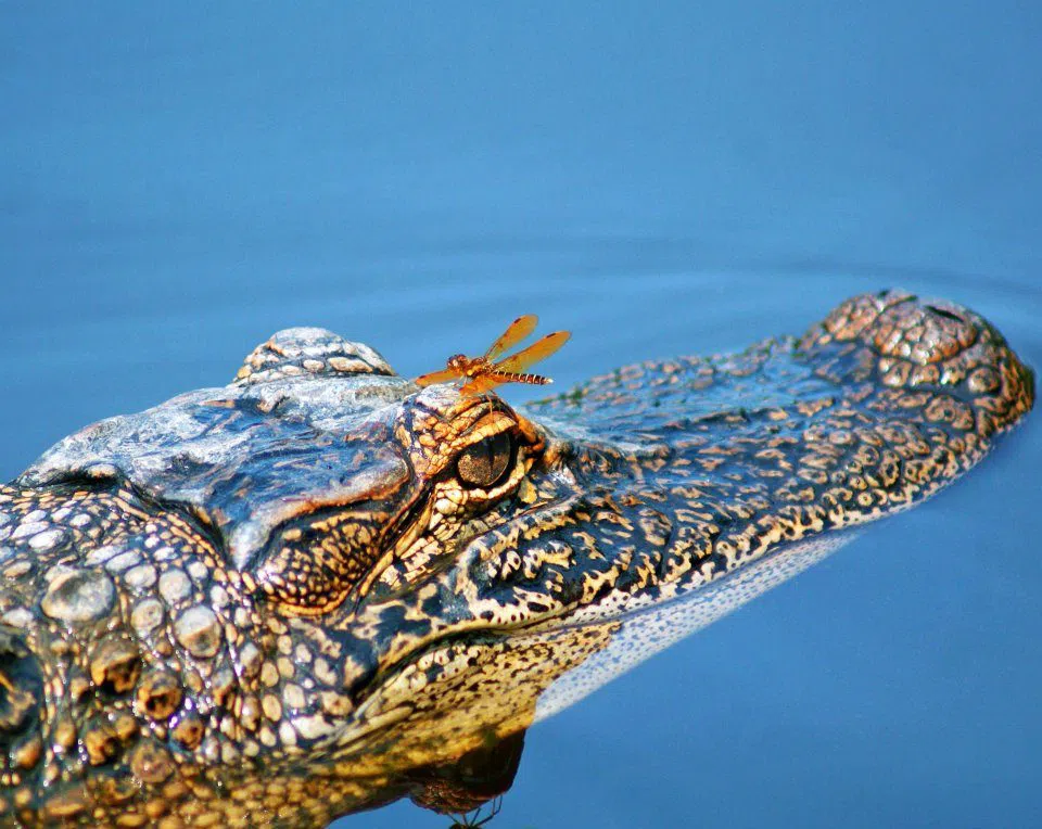 Cajun Pride Swamp Tours, New Orleans
